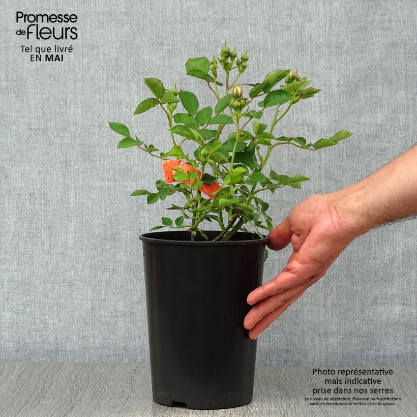 Rosa polyantha Golden Border Vaso da 3L/4L esemplare consegnato in primavera