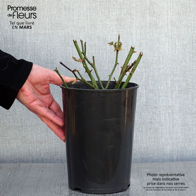 Rosa polyantha Golden Border Vaso da 3L/4L esemplare consegnato in inverno