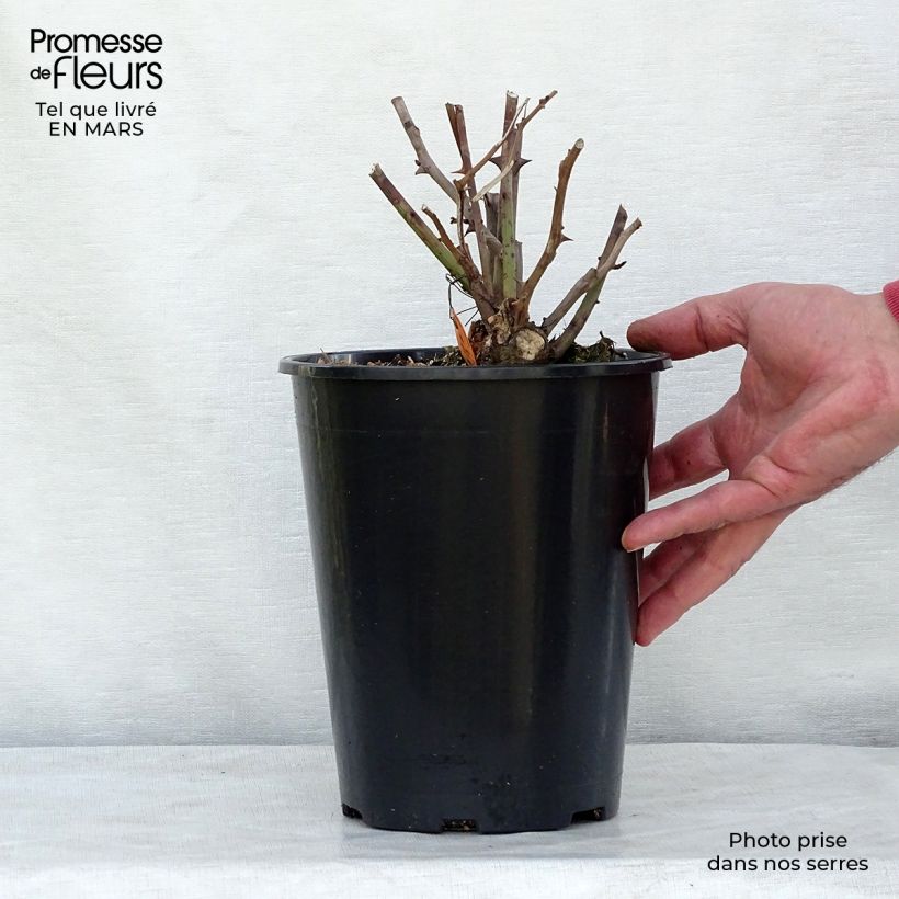Rosa polyantha Louis Blériot Vaso da 4L/5L esemplare consegnato in inverno