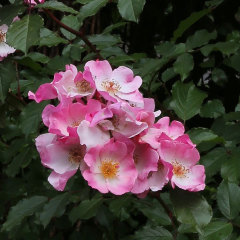 Rosa Rosy Cushion (Fioritura)