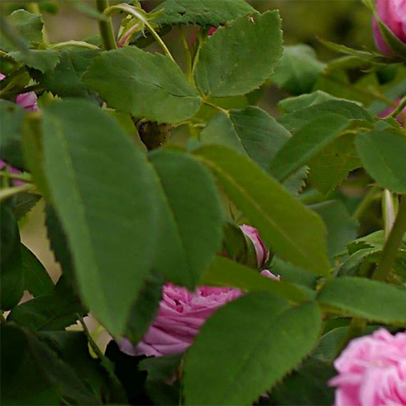 Rosa antica Yolande d’Aragon (Fogliame)
