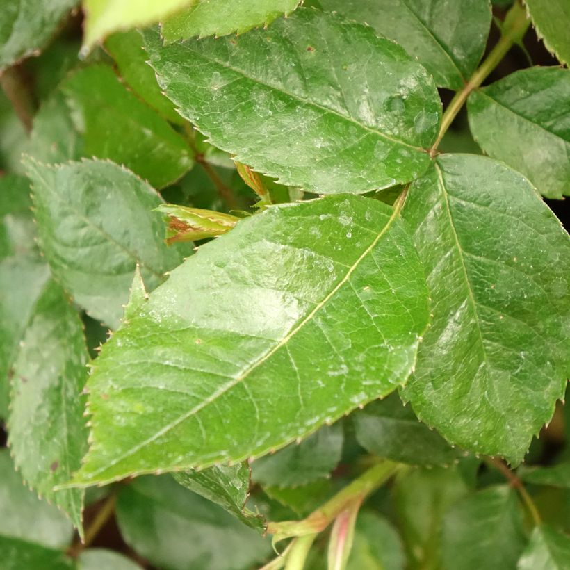 Rosa polyantha Havanna (Fogliame)