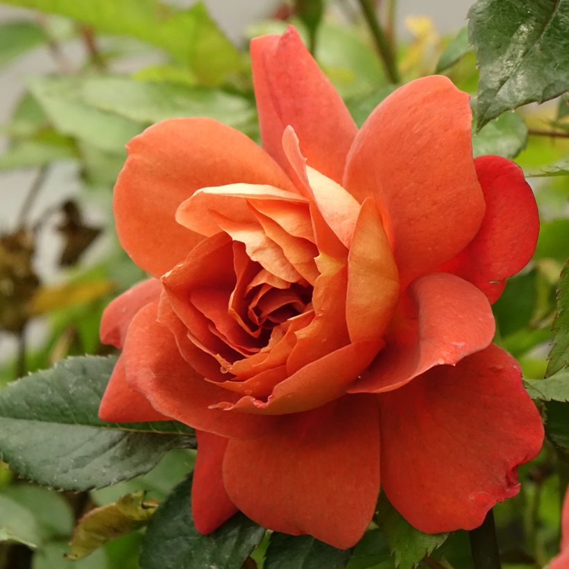 Rosa polyantha Havanna (Fioritura)