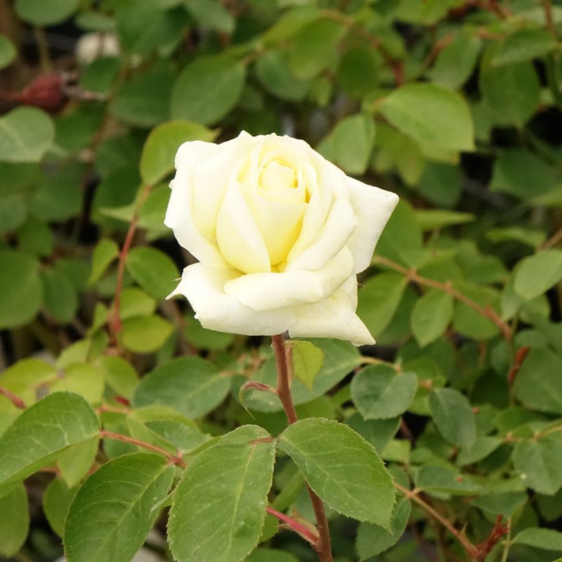 Rosa polyantha Love letter (Fioritura)
