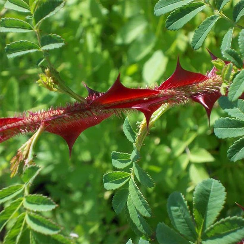 Rosa omeiensis Pteracantha - Rosa botanico (Fogliame)