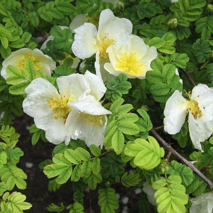 Rosa omeiensis Pteracantha - Rosa botanico (Fioritura)