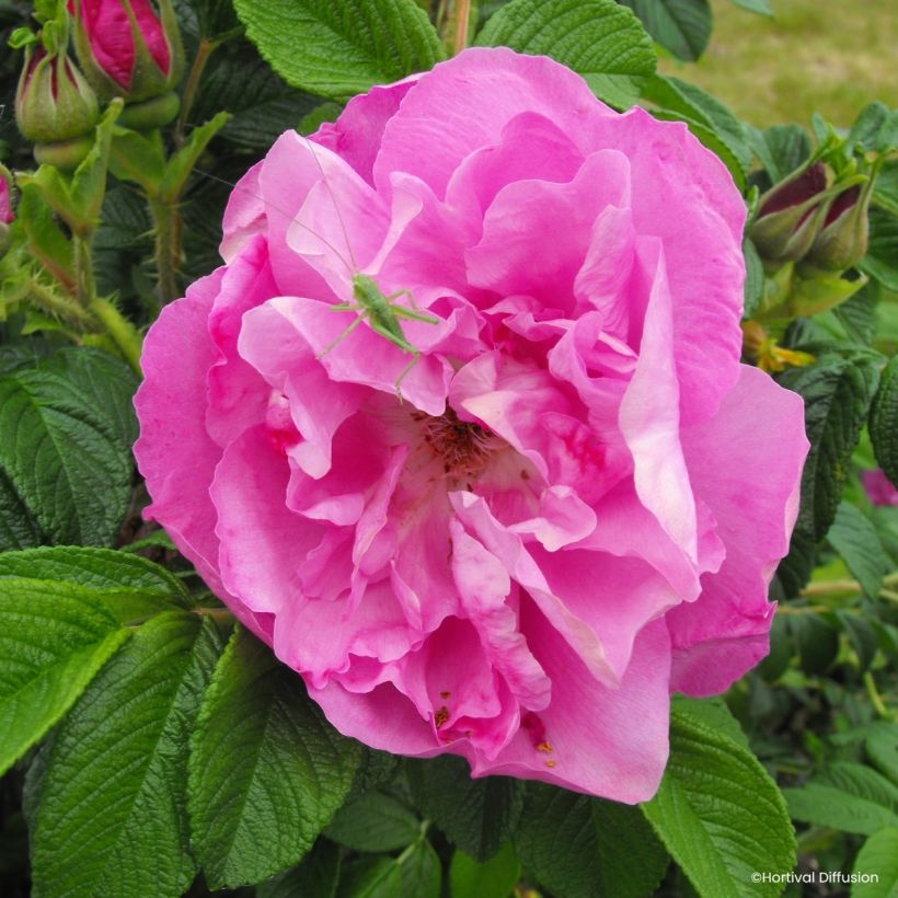 Rosa rugosa Angelia Pink (Fioritura)