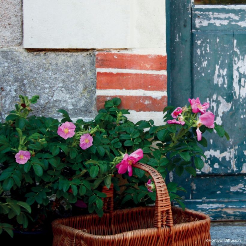 Rosa rugosa Angelia Pink (Porto)