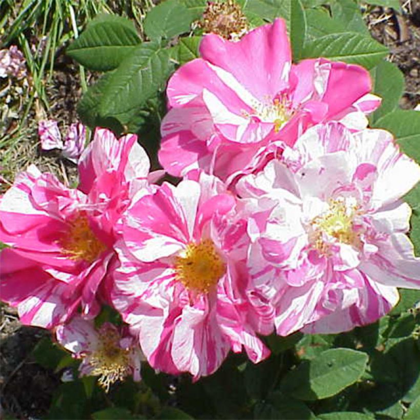 Rosa gallica Versicolor (Fioritura)