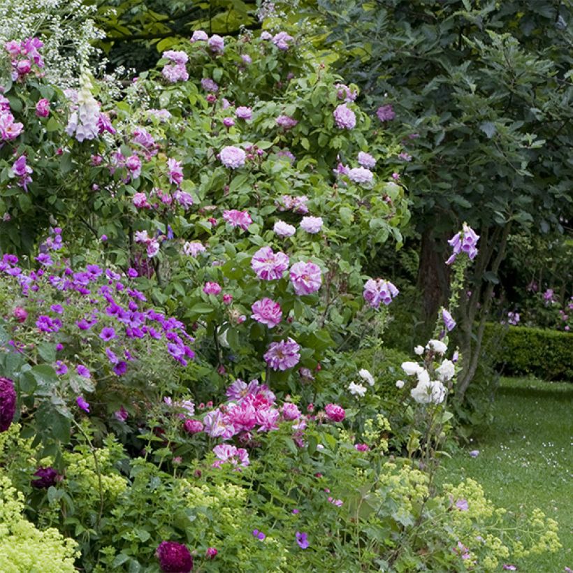 Rosa gallica Versicolor (Porto)