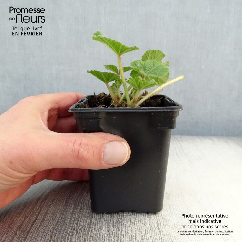 Alcea rosea Chatter's Red - Malvarosa Vasetto da 7/8 cm esemplare consegnato in inverno