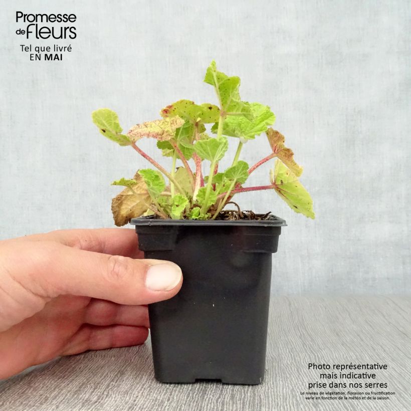 Alcea rosea Chatter's Red - Malvarosa Vasetto da 7/8 cm esemplare consegnato in primavera