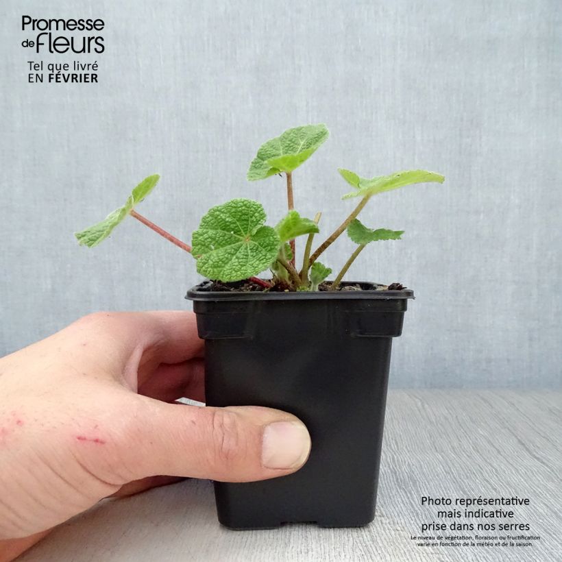 Alcea rosea Nigra - Malvarosa Vasetto da 7/8 cm esemplare consegnato in inverno