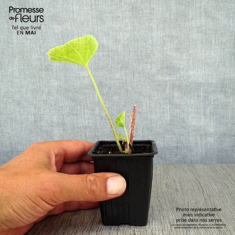 Alcea rosea Nigra - Malvarosa Vasetto da 7/8 cm esemplare consegnato in primavera