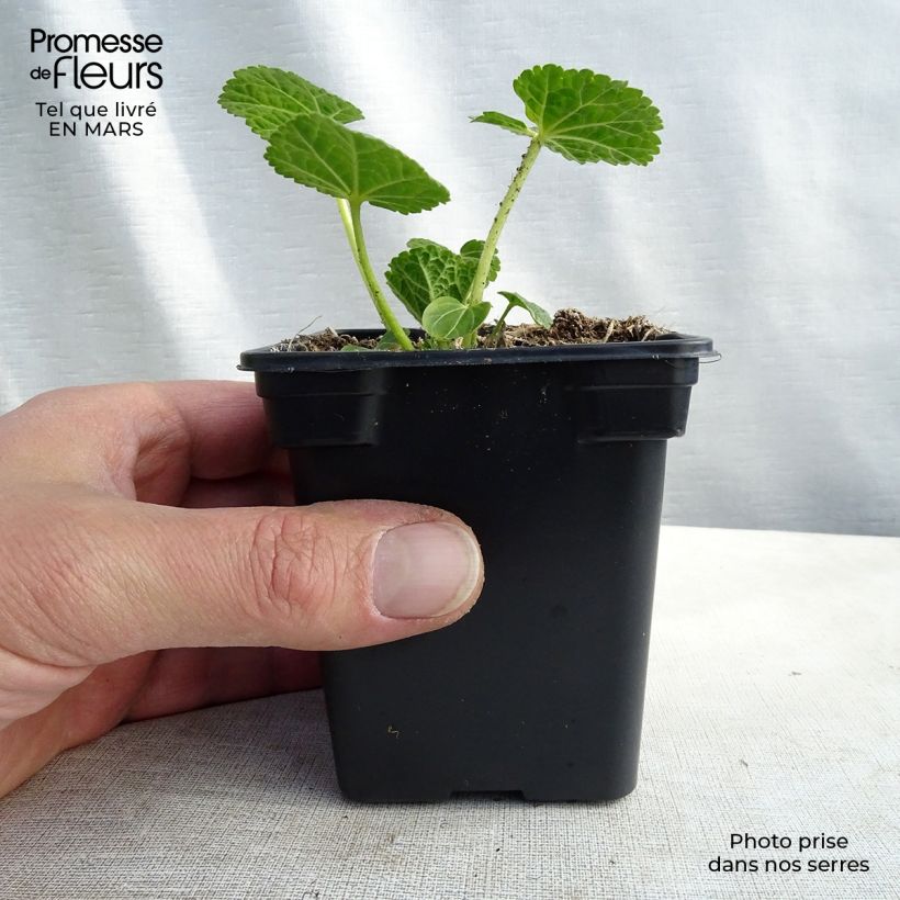 Alcea rosea Chater's Double White - Malvarosa Vasetto da 7/8 cm esemplare consegnato in inverno