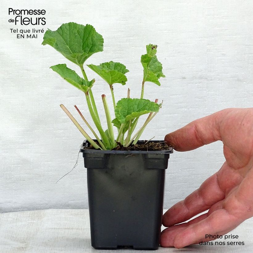 Alcea rosea Chater's Double Rosa - Malvarosa Vasetto da 7/8 cm esemplare consegnato in primavera