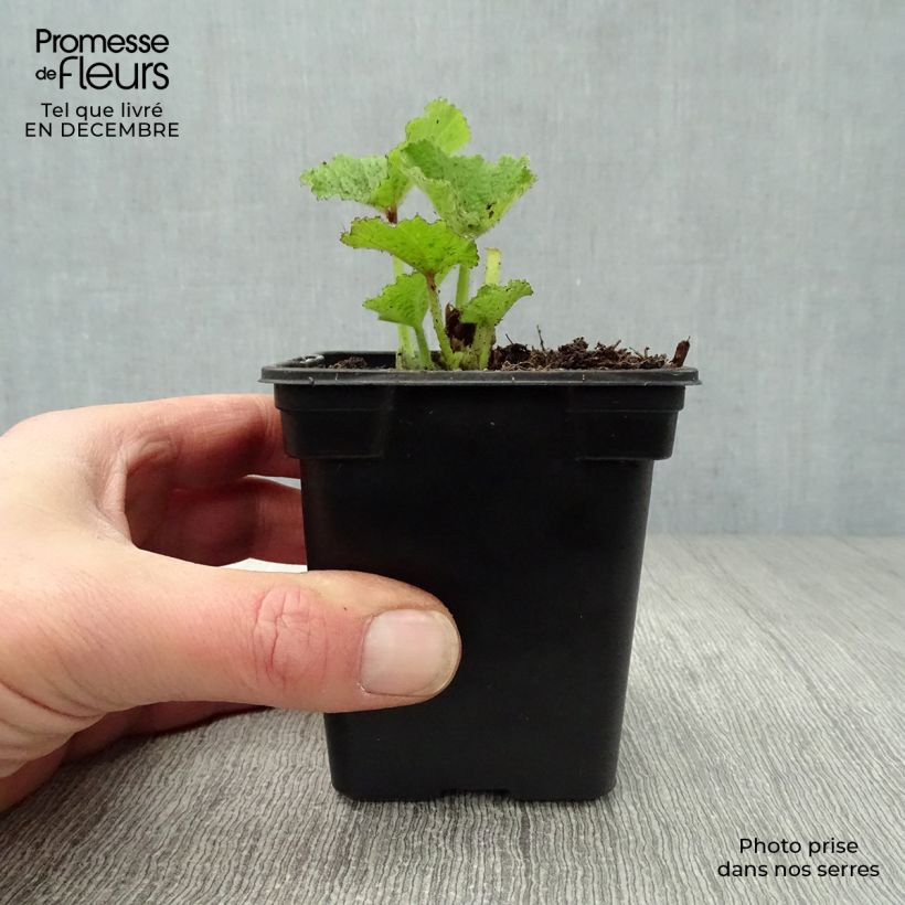 Alcea rosea Chater's Double Rosa - Malvarosa Vasetto da 7/8 cm esemplare consegnato in inverno