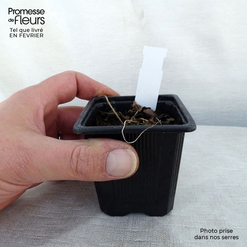 Alcea rosea Chater's Double pourpre - Malvarosa Vasetto da 8/9 cm esemplare consegnato in inverno