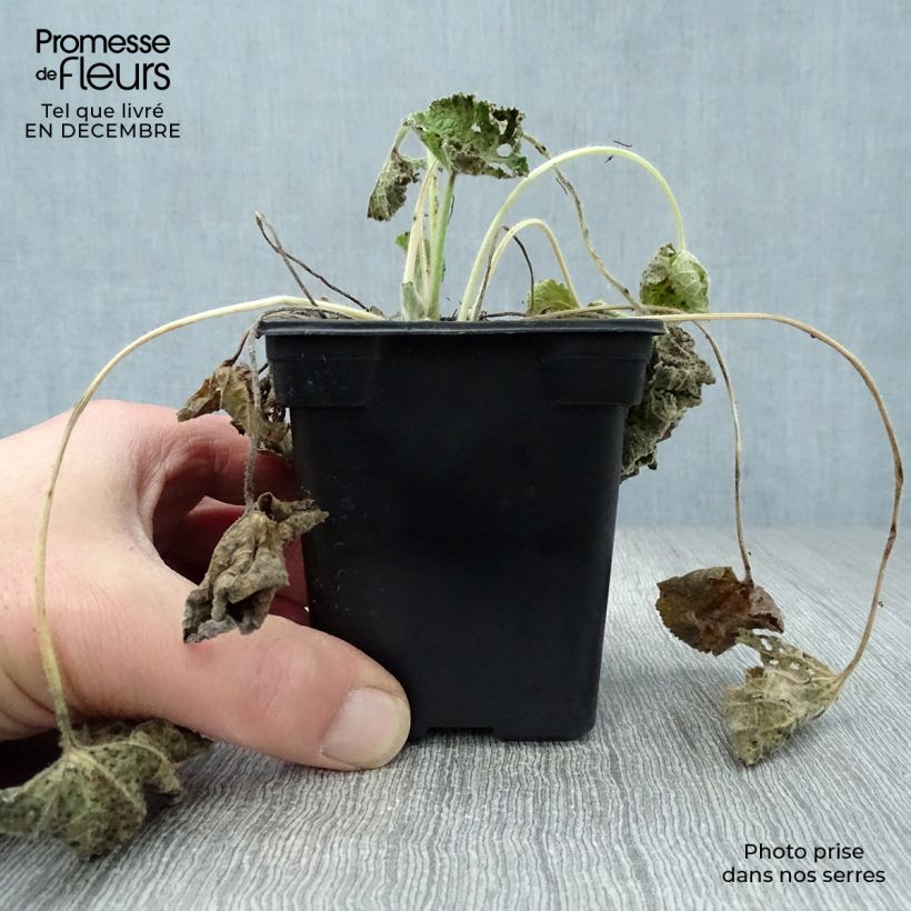 Alcea rosea Chater's Double saumon - Malvarosa Vasetto da 7/8 cm esemplare consegnato in inverno