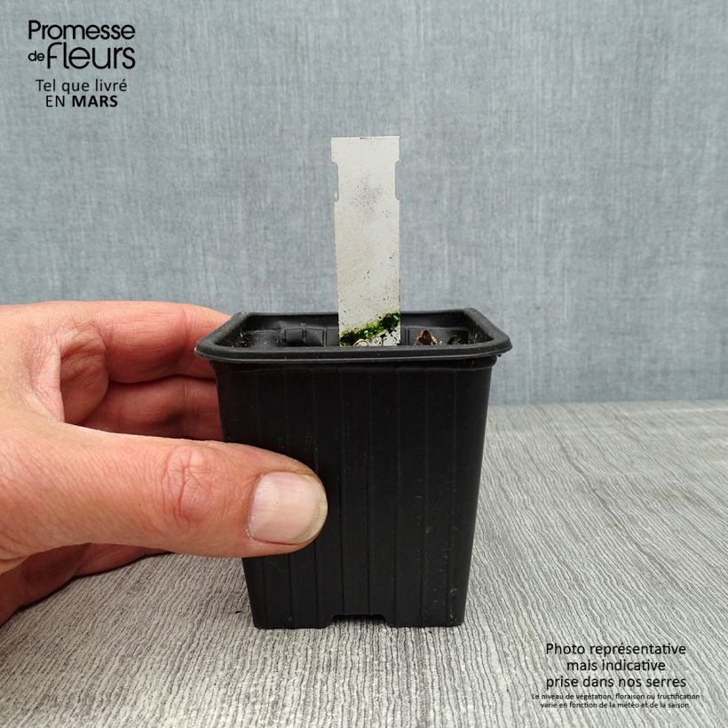 Alcea rosea Chater's Double Violet - Malvarosa Vasetto da 8/9 cm esemplare consegnato in primavera