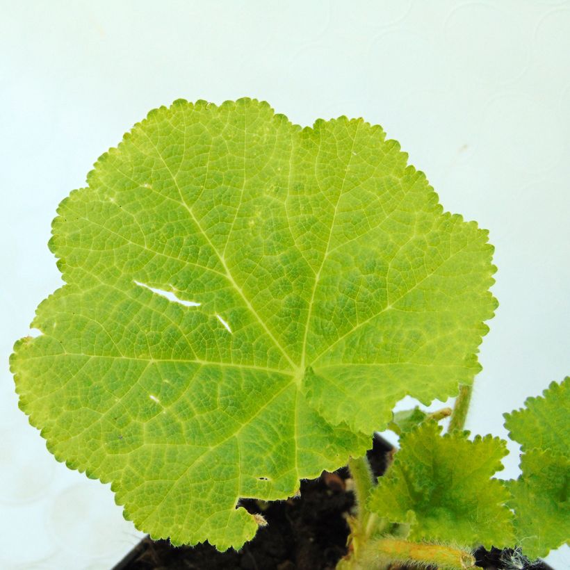 Alcea rosea Chater's Double saumon - Malvarosa (Fogliame)