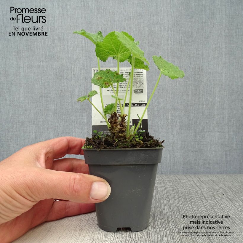 Esemplare di Alcea rosea Chater's Double saumon - Malvarosa Vasetto da 7/8 cm come consegnato in autunno