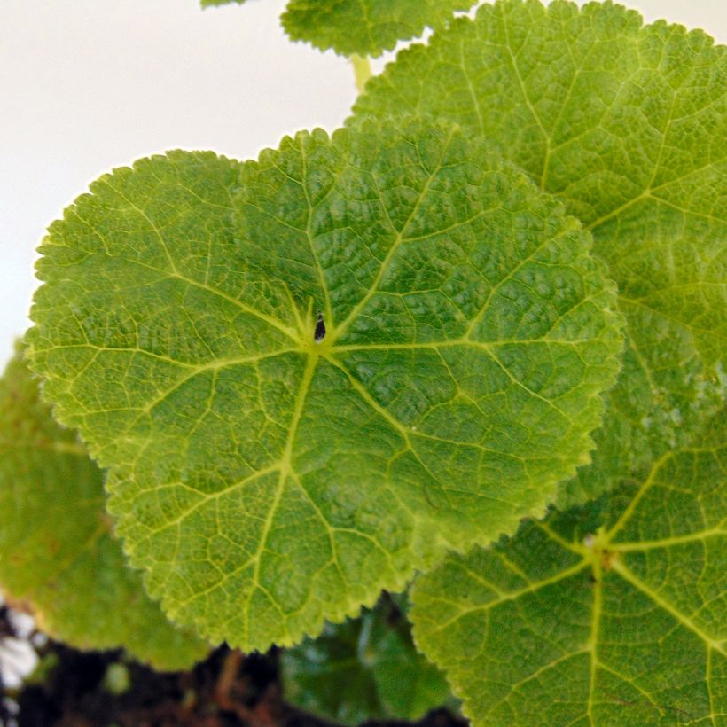Alcea rosea Mars Magic - Malvarosa (Fogliame)