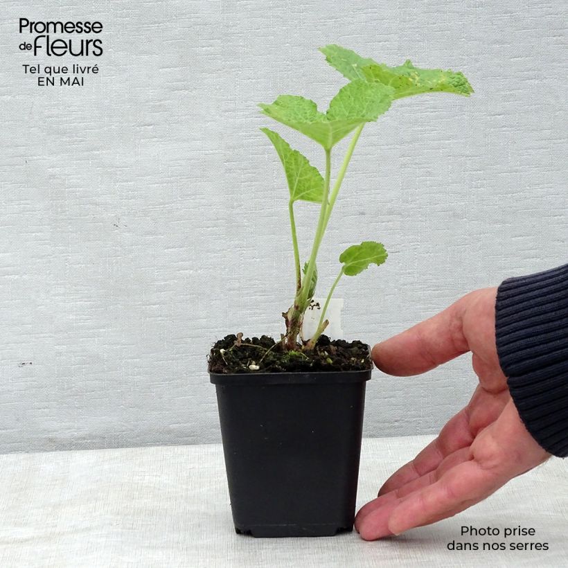 Alcea rosea Mars Magic - Malvarosa Vasetto da 8/9 cm esemplare consegnato in primavera