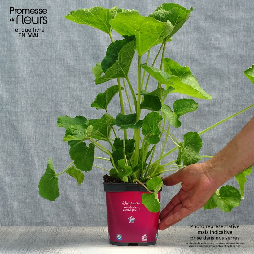 Alcea rosea Pleniflora Rouge - Malvarosa Vaso da 2L/3L esemplare consegnato in primavera