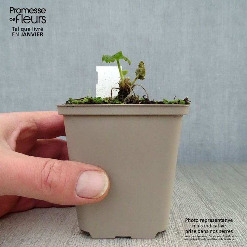 Alcea rosea Sunshine - Malvarosa Vasetto da 8/9 cm esemplare consegnato in inverno