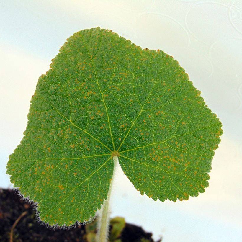 Alcea rugosa - Malvarosa (Fogliame)