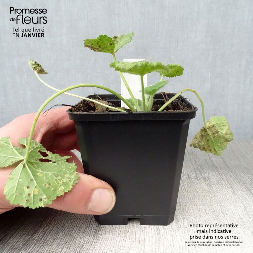 Alcea rugosa - Malvarosa Vasetto da 8/9 cm esemplare consegnato in inverno