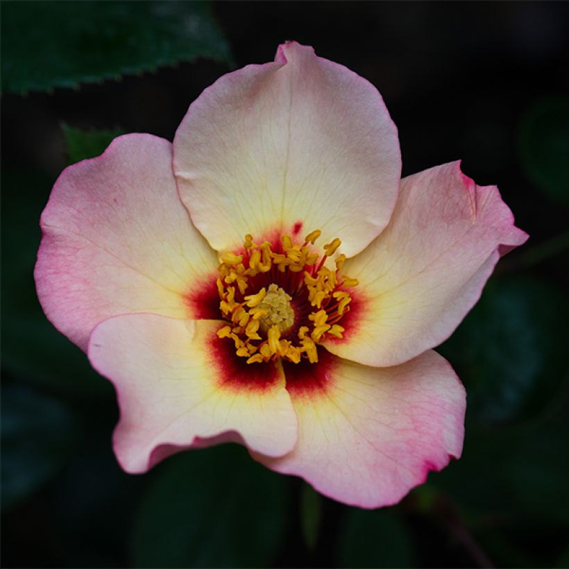Rosa persica Alissar Princess of Phoenicia (Fioritura)