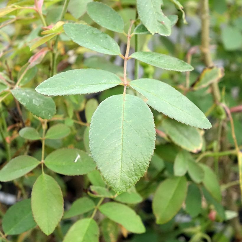 Rosa Fragrant Old purple - Rose ibrida di tea (Fogliame)