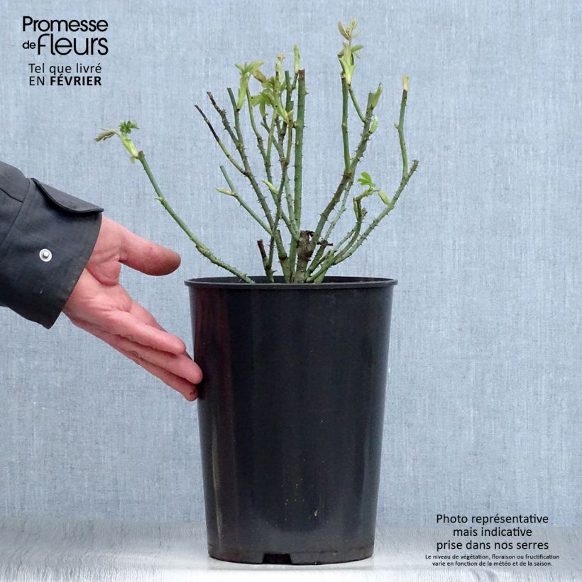 Rosa Rosier Baronne Prévost Vaso da 4L/5L esemplare consegnato in inverno