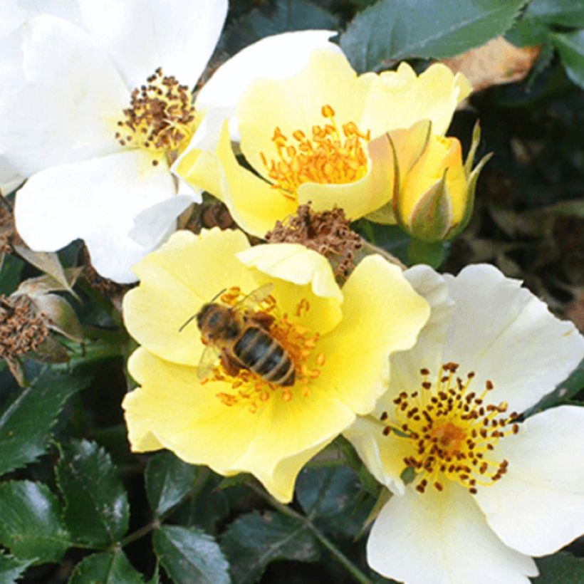 Rosa Bee Gold (Fioritura)