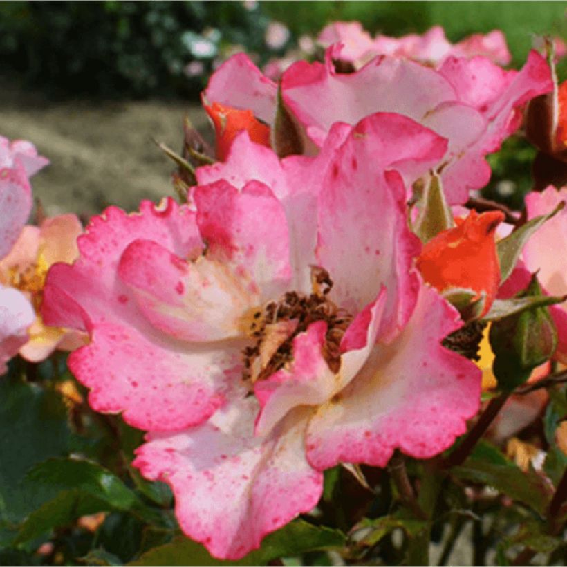 Rosa Bee Proud (Fioritura)