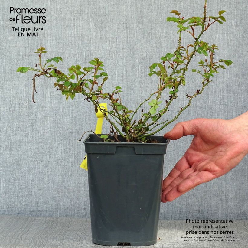 Rosa polyantha Bees Paradise Gelb Vaso da 3L/4L esemplare consegnato in primavera