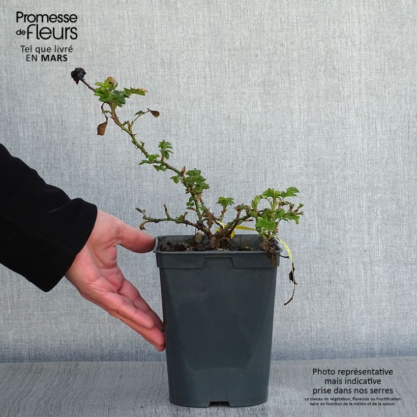 Rosa polyantha Bees Paradise Mango Vaso da 3L/4L esemplare consegnato in inverno