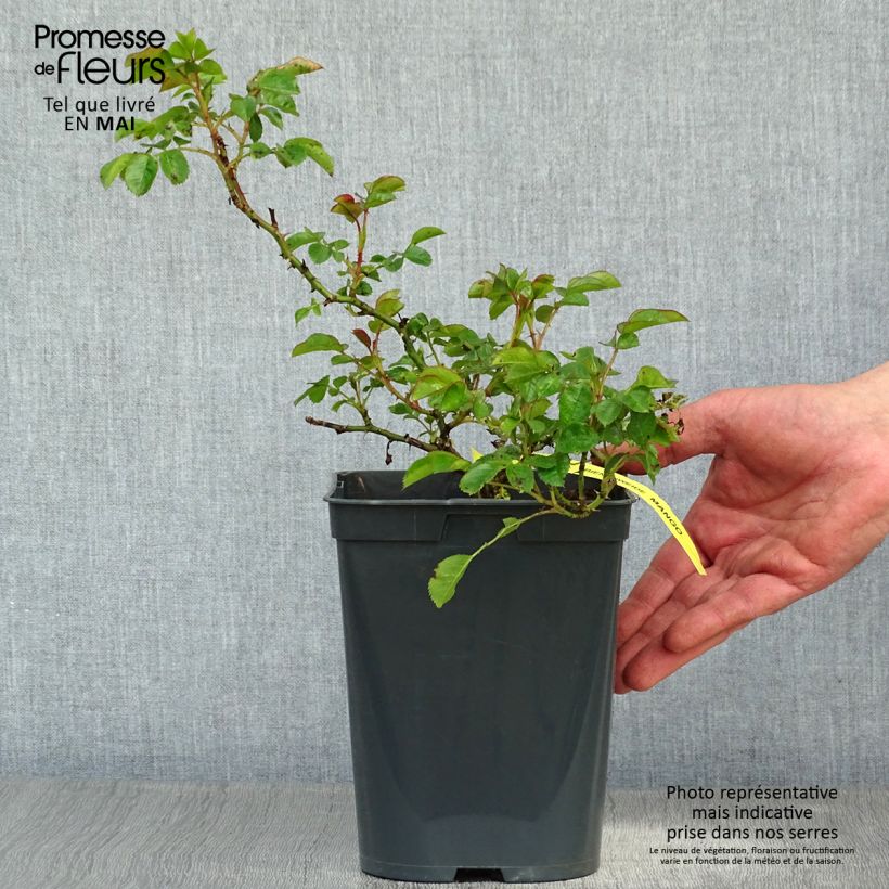 Rosa polyantha Bees Paradise Mango Vaso da 3L/4L esemplare consegnato in primavera