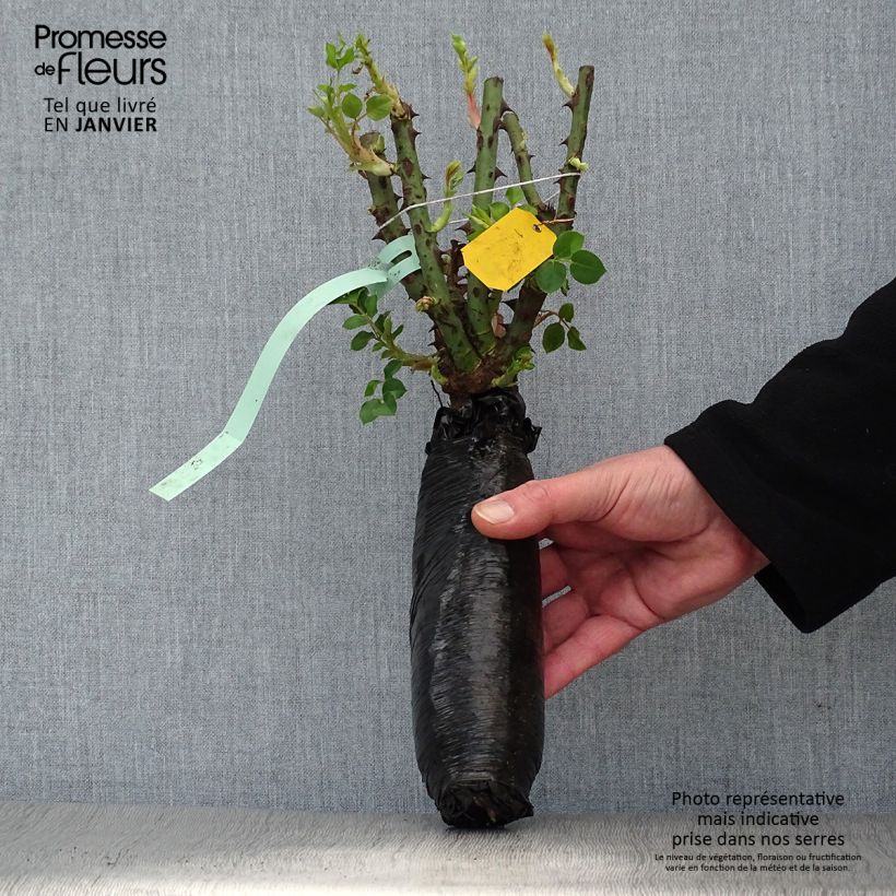 Rosa rampicante Bleu Magenta Zolla a radice nuda esemplare consegnato in inverno