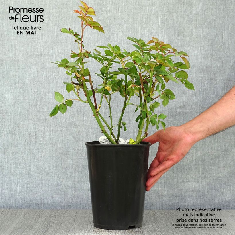 Rosa A Shropshire Lad Vaso da 4L/5L esemplare consegnato in primavera