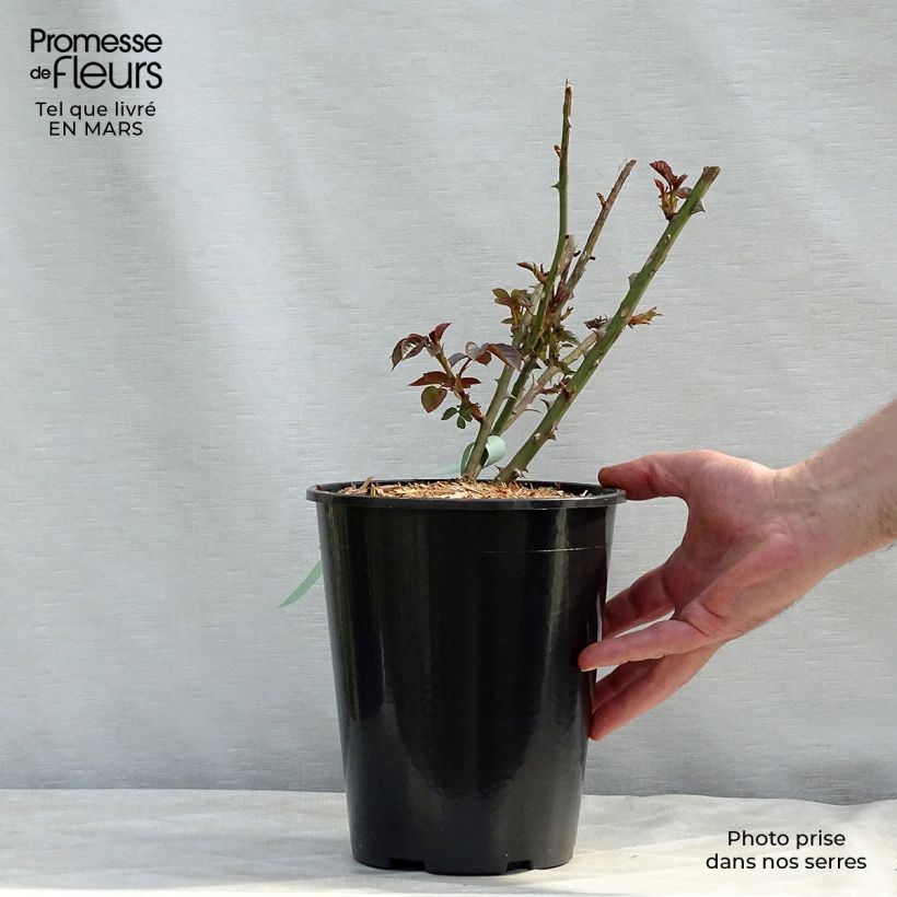 Rosa Abraham Darby Vaso da 4L/5L esemplare consegnato in primavera