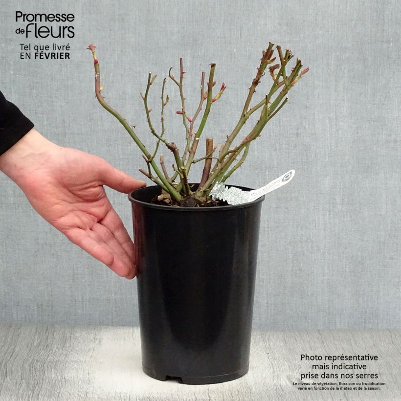 Rosa rampicante Albrighton Rambler Vaso da 4L/5L esemplare consegnato in inverno
