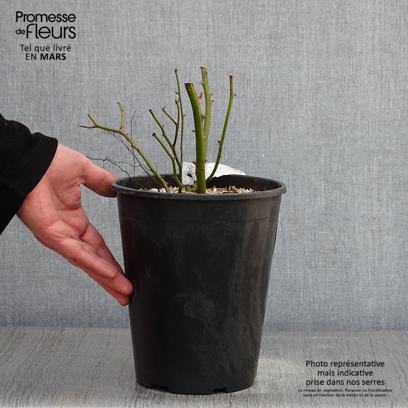 Rosa Bathsheba Vaso da 4L/5L esemplare consegnato in inverno