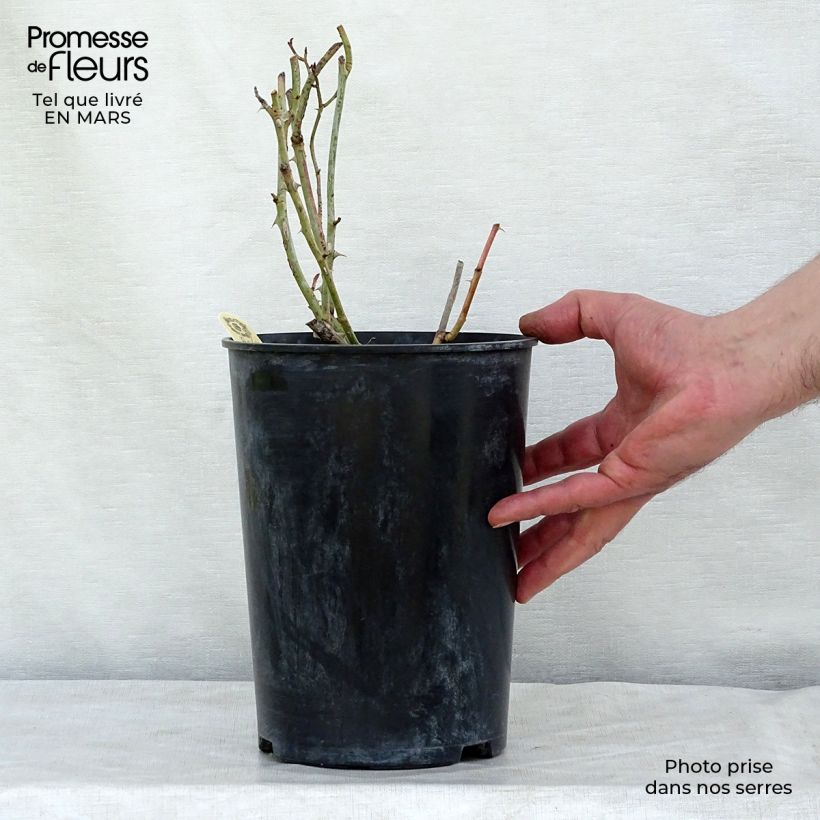 Rosa Carolyn Knight Vaso da 4L/5L esemplare consegnato in inverno