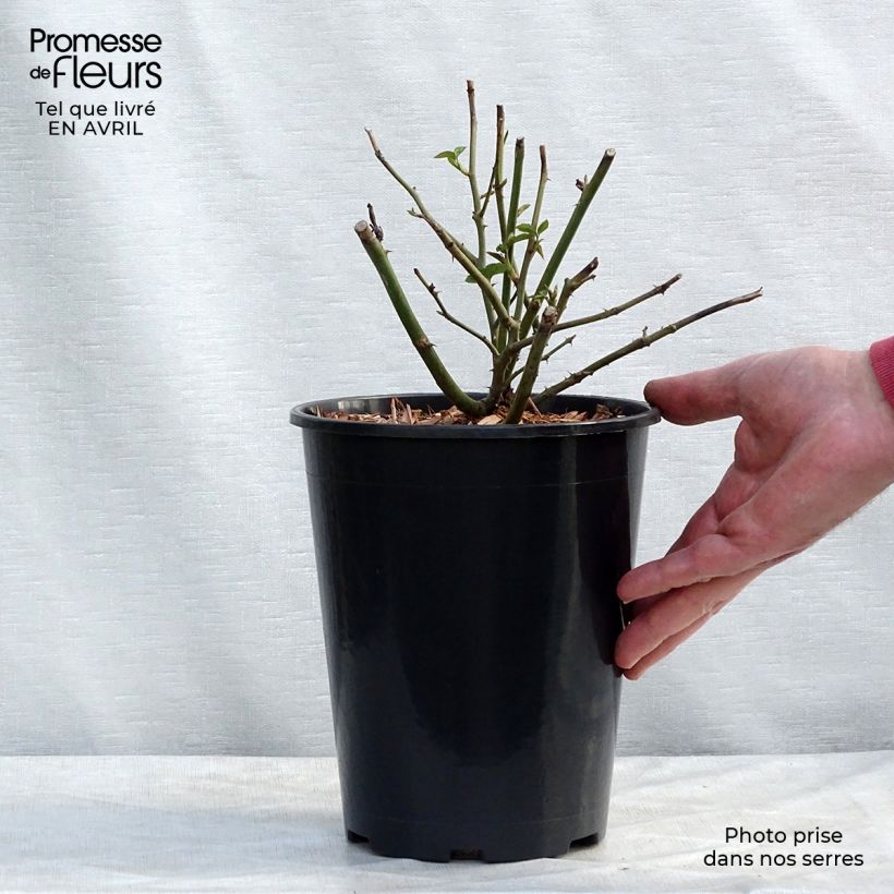 Rosa Claire Austin Vaso da 4L/5L esemplare consegnato in primavera