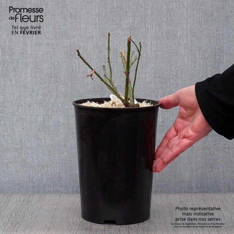 Rosa Darcey Bussel Vaso da 4L/5L esemplare consegnato in inverno