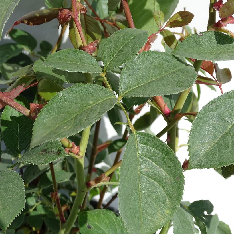 Rosa Desdemona (Fogliame)