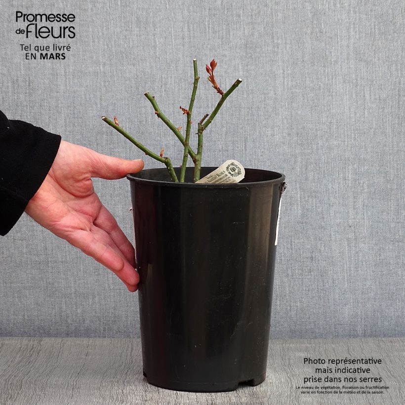 Rosa Eglantyne Vaso da 4L/5L esemplare consegnato in inverno